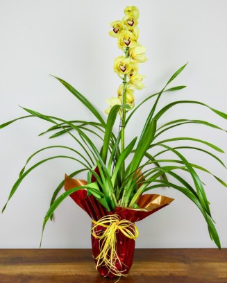Orquídea Cymbidium - Sensação de Paz