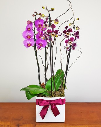 Box com Orquídeas Contém Amor