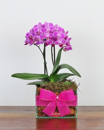 Mini orquídea e suculenta Fofura Master!