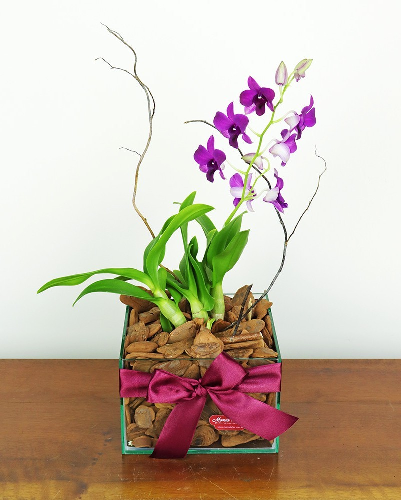 Mini Orquídea Denfalen