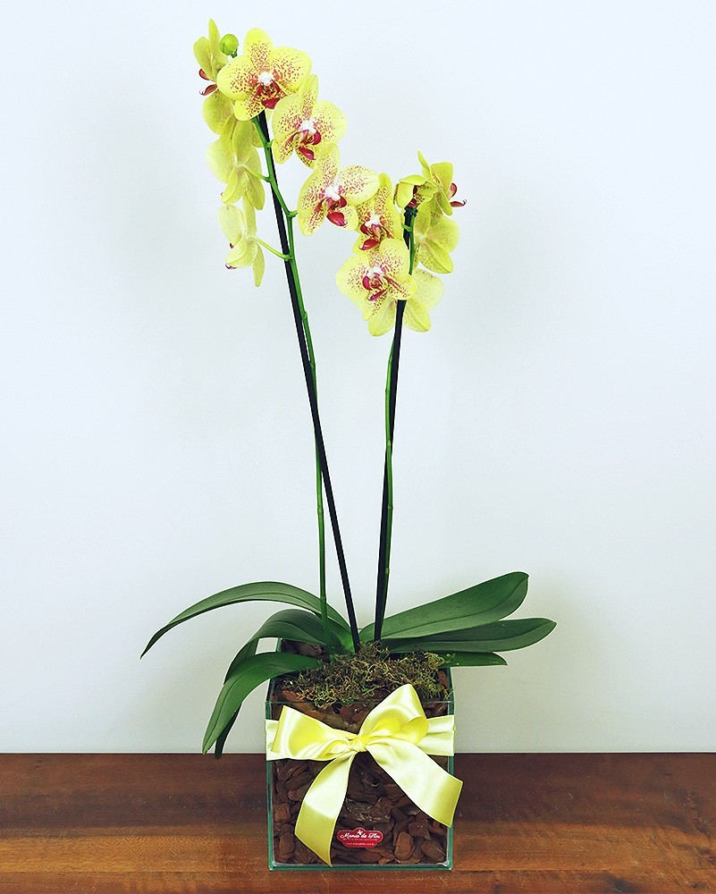 Linda como a vida deve ser - orquídea phalaenopsis