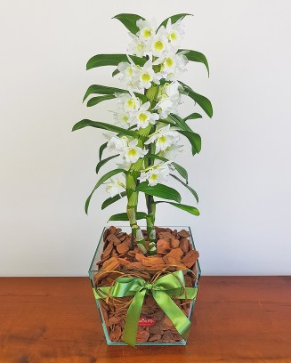 Suavidade das Palavras - orquídea dendrobium