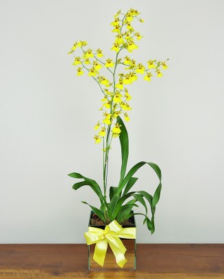 Orquídea Chuva de Ouro cachepô de espelho