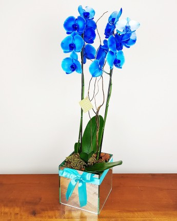 Orquídea Phalaenopsis Azul Celeste