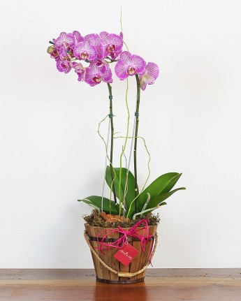 Orquídea Phalaenopsis Perfeição